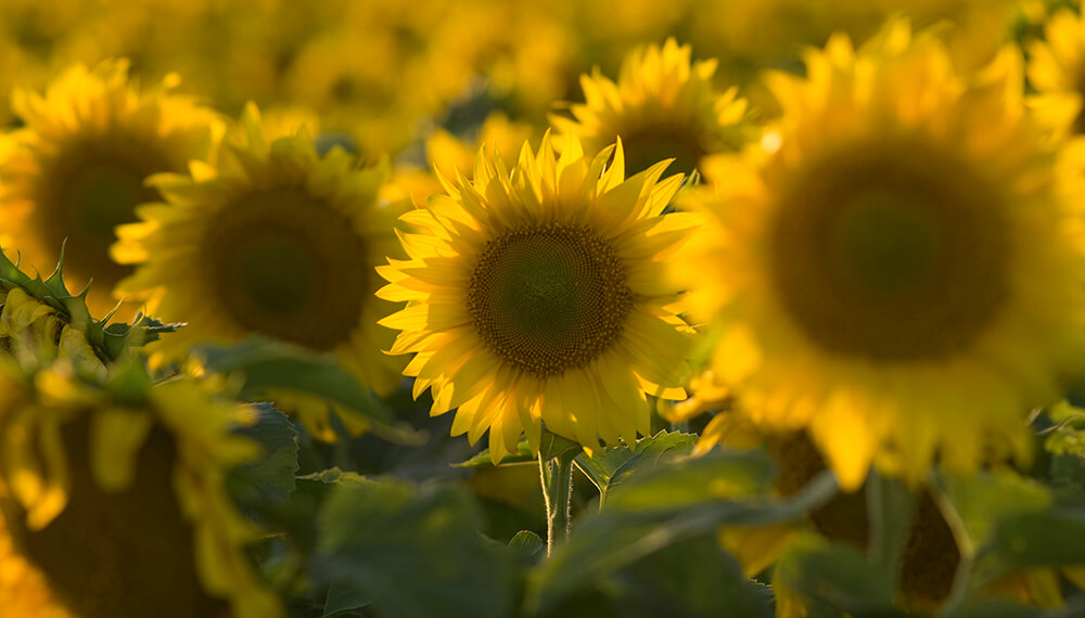 Un estudio muestra que las brechas de rinde de girasol se achican con tecnología