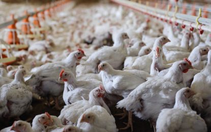 Pollo: pese a los créditos de Kulfas, CRA asegura que la situación es “extrema y delicada”
