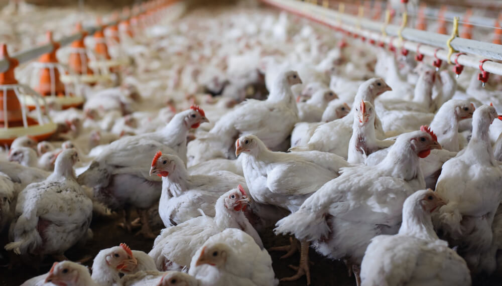Pollo: pese a los créditos de Kulfas, CRA asegura que la situación es “extrema y delicada”