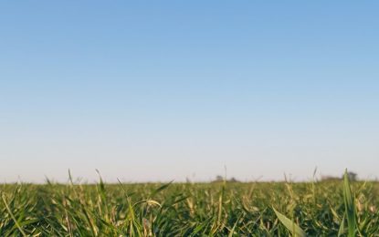 ¿Qué enfermedades están progresando en trigo y cebada en la zona central?
