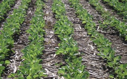 Soja: un tratamiento totalmente biológico de semillas es la gran novedad de la campaña