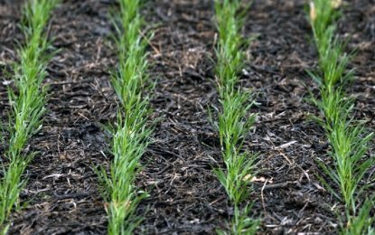 Finalizó la siembra de los cereales de invierno en todas las regiones