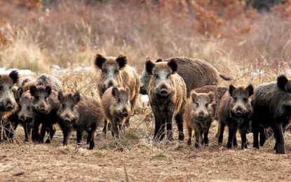 Triquinosis en Chubut: lo detectaron en carne de jabalí