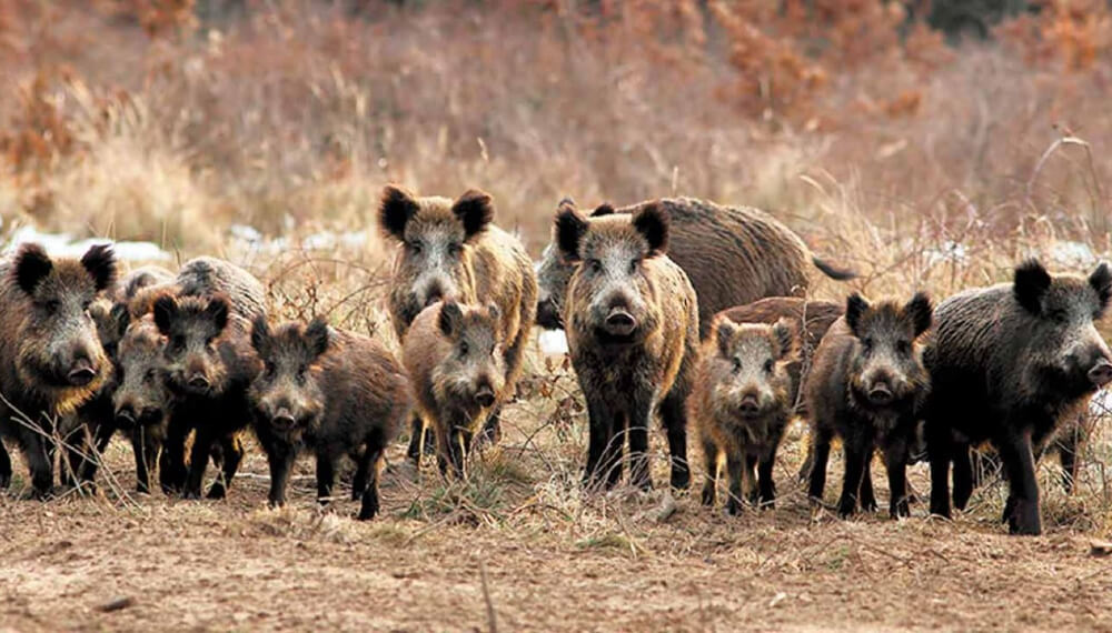Triquinosis en Chubut: lo detectaron en carne de jabalí