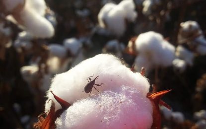 Detectaron picudo algodonero en Córdoba y se activó un plan para frenarlo