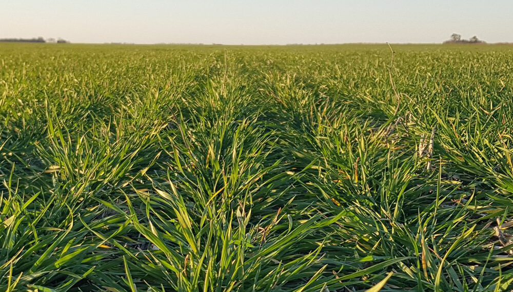 Alarma trigo: la falta de lluvia ya presiona sobre los rendimientos
