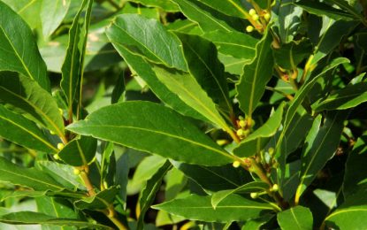 Cómo cultivar y cuidar el laurel, un aliado en la huerta y la cocina