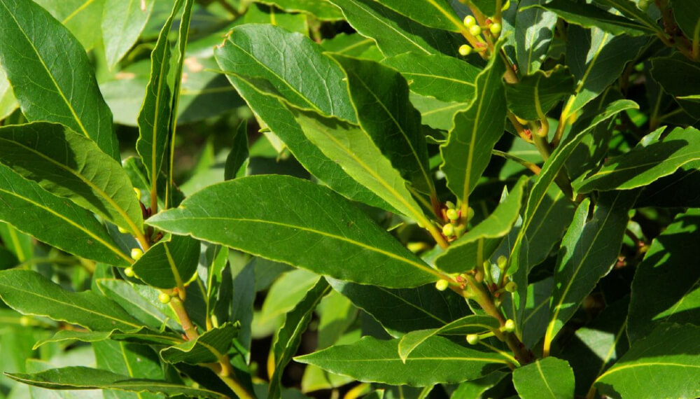 Cómo cultivar y cuidar el laurel, un aliado en la huerta y la cocina