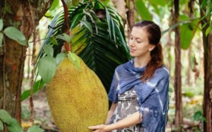 Jackfruit, la fruta que parece carne y es furor entre los veganos