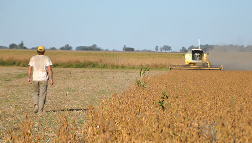 Córdoba: el arrendamiento promedio sería 1.150 kg/ha de soja