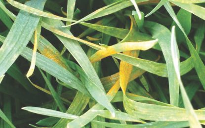Denuncian las primeras infecciones de roya amarilla en trigo en la provincia de Buenos Aires