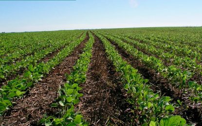 Maíz y soja: ¿Cómo mejorar el rinde con la mirada puesta en la sustentabilidad?