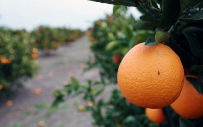 Regionales: esta semana se presentaría la compatibilización entre planes sociales y trabajo en blanco