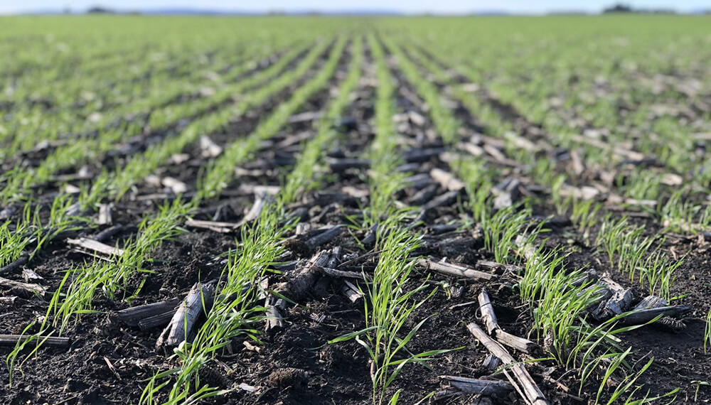 Agricultura dio por finalizada la siembra récord de trigo y cebada