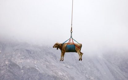 “Vacas voladoras” en Suiza: tras un pastoreo en los Alpes, vuelven por el aire