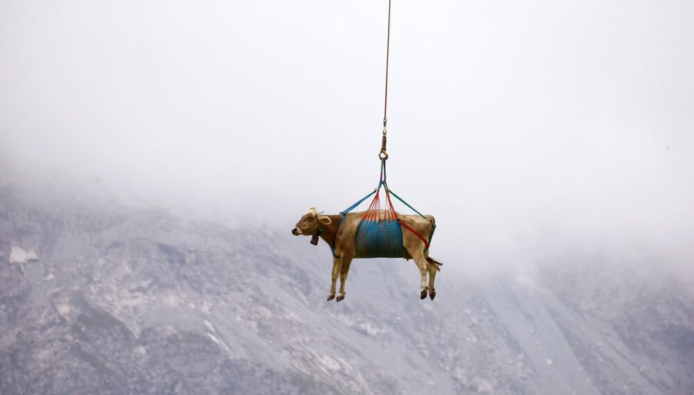 “Vacas voladoras” en Suiza: tras un pastoreo en los Alpes, vuelven por el aire