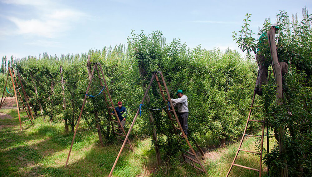 Trabajo golondrina y planes sociales: “La pyme agropecuaria necesita recuperar rentabilidad”