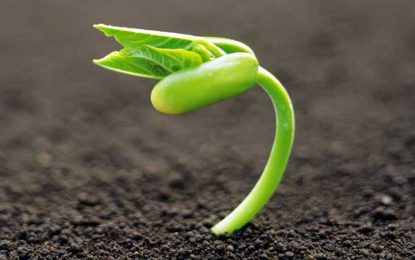 Revelan que los transgénicos generaron 159 mil millones de dólares en Argentina