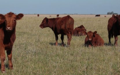Senasa admite que los casos de “vaca loca” en Brasil no impactan en el estatus argentino
