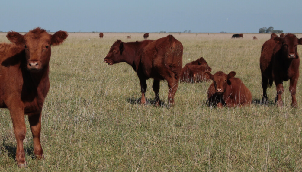 Senasa admite que los casos de “vaca loca” en Brasil no impactan en el estatus argentino