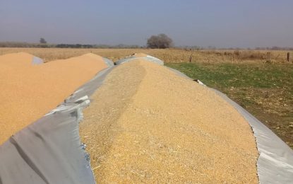 Inseguridad rural: otra vez rompieron silobolsas en Córdoba