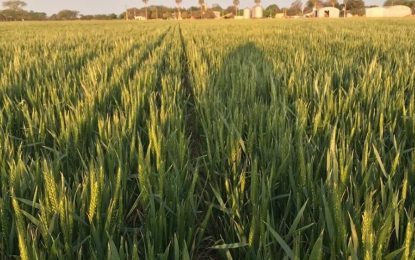 Cambio de escenario y recomposición del rinde: mejora la proyección del trigo