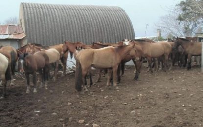 En Mendoza están vendiendo carne de caballo en comercios y podría haber multas