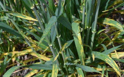 Luego de las lluvias, aconsejan aumentar el monitoreo para asegurar la sanidad del trigo y cebada