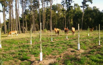 En alerta, por la detección de una enfermedad viral y endémica en caballos en Buenos Aires