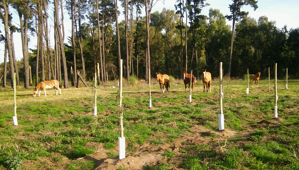 En alerta, por la detección de una enfermedad viral y endémica en caballos en Buenos Aires