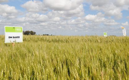 Trigo: cuál es el combo para alcanzar altos niveles de producción y calidad