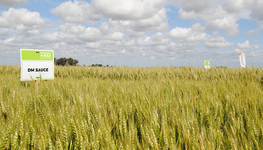 Trigo: cuál es el combo para alcanzar altos niveles de producción y calidad