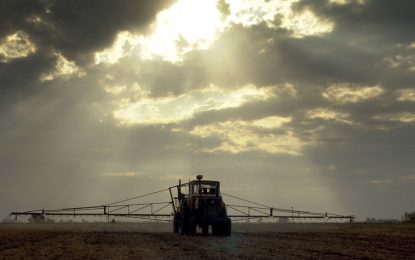 El trigo entrerriano, en jaque por enfermedades foliares
