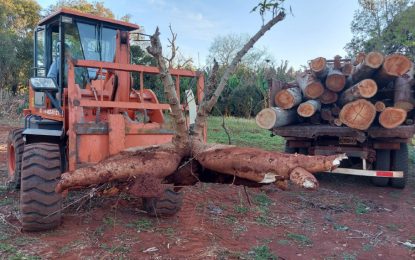 Misiones le ganó a Corrientes y cosechó una mandioca que pesa 65 kilos