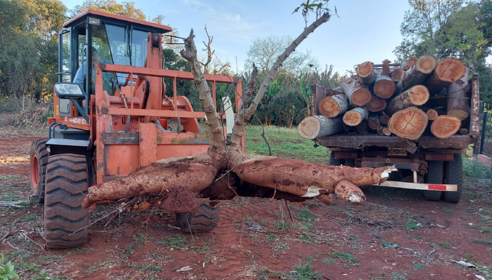 Misiones le ganó a Corrientes y cosechó una mandioca que pesa 65 kilos