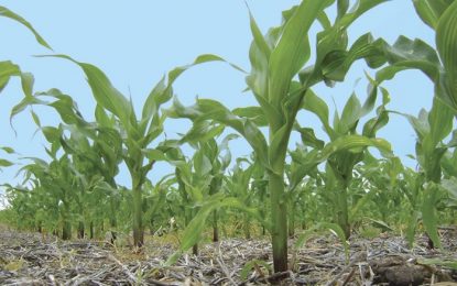 El desafío de aplicar fertilizantes en años Niña: cómo evitar que se pierda la dosis