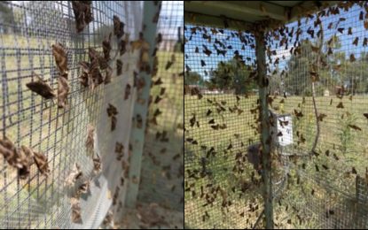 Plagas: advierten sobre los cambios en su dinámica con la llegada de la primavera