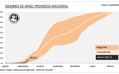 Avanza la siembra de maíz y ya alcanzó el 8,5% de la superficie estimada para este ciclo