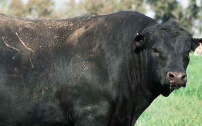 En plena época de remates, pagaron un millonada por un toro en La Pampa