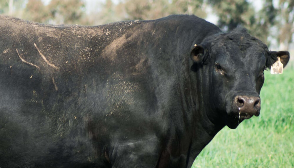 En plena época de remates, pagaron un millonada por un toro en La Pampa