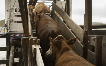 Crecen las críticas de entidades por el cepo a la carne: “Argentina está perdida”