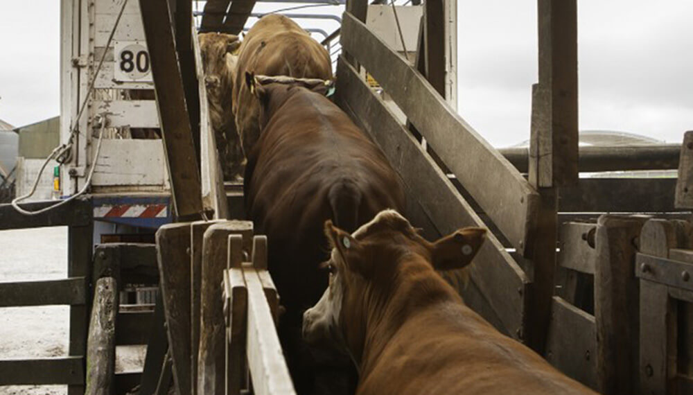 Crecen las críticas de entidades por el cepo a la carne: “Argentina está perdida”