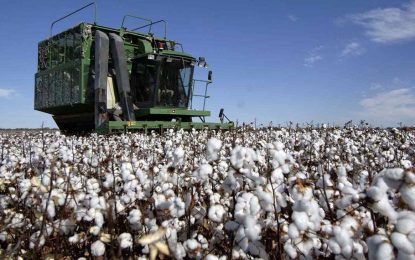 Aumentaría 10% la siembra de algodón: proyectan 500 mil hectáreas