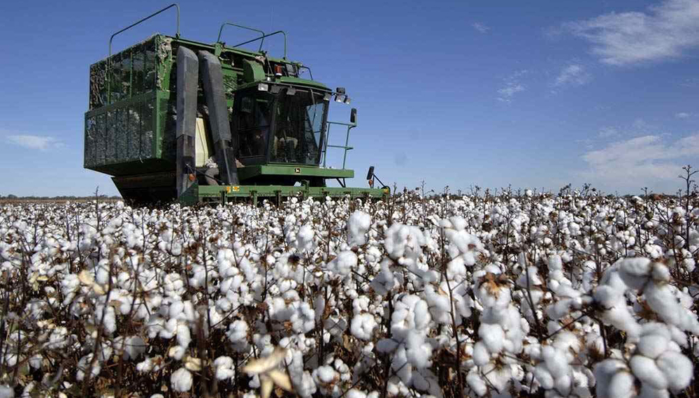 Aumentaría 10% la siembra de algodón: proyectan 500 mil hectáreas