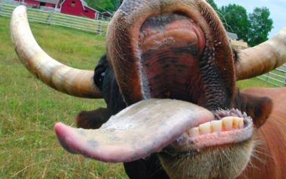 Brasil suspende las exportaciones de carne vacuna a China por “vaca loca”