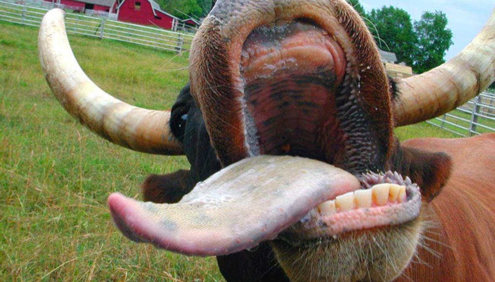 Brasil suspende las exportaciones de carne vacuna a China por “vaca loca”