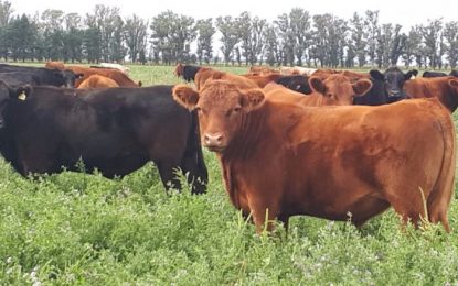 Aftosa: la primera campaña de vacunación alcanzó a 52 millones de cabezas