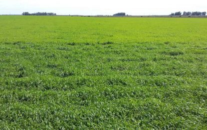 Usó al sorgo como indicador, cambió su estrategia de fertilización y le dio vida al suelo