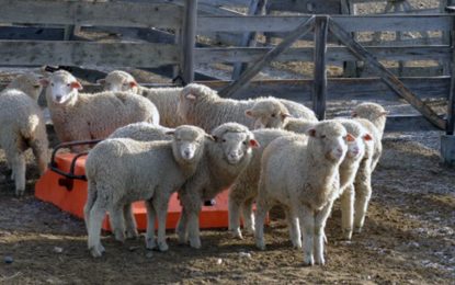 Se sancionó la nueva Ley Ovina