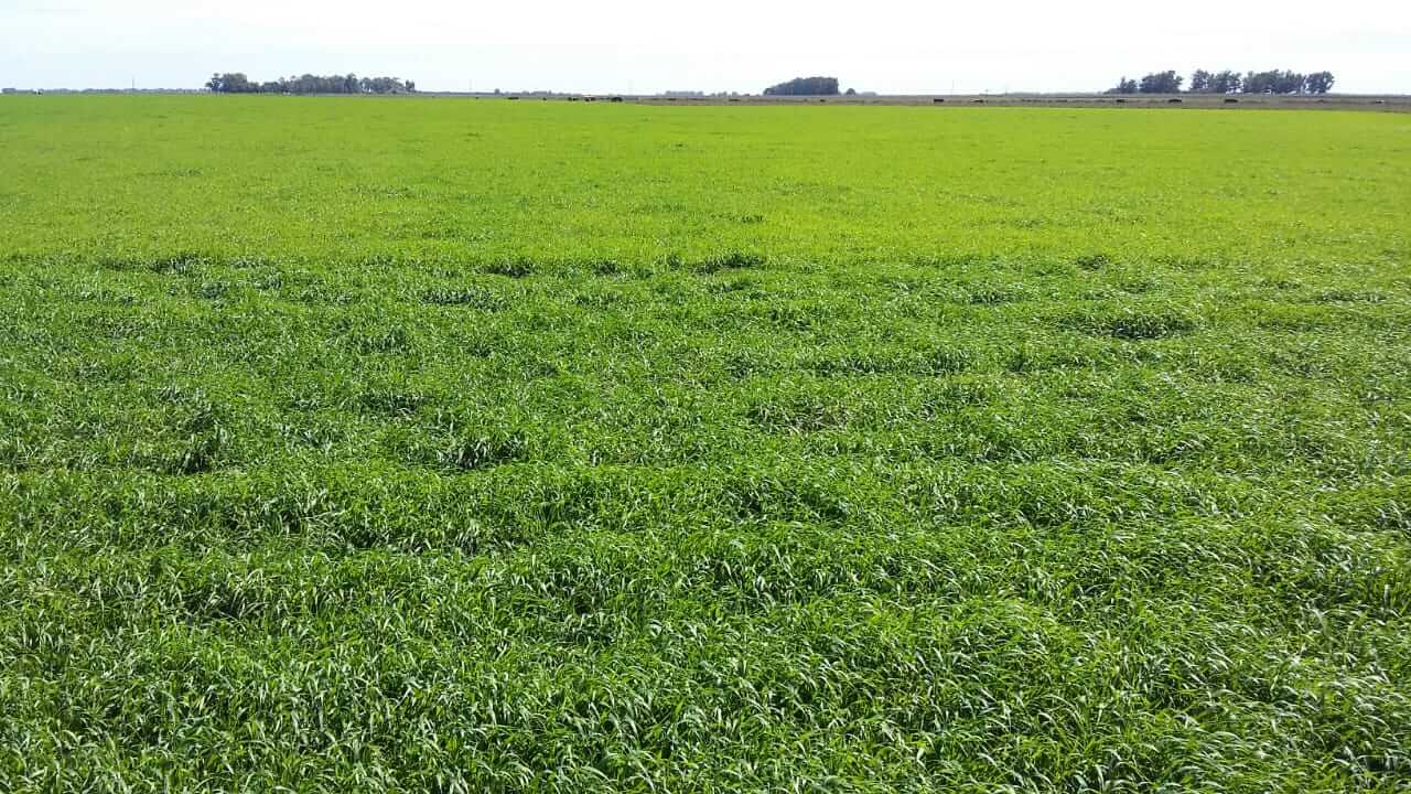 Usó al sorgo como indicador, cambió su estrategia de fertilización y le dio vida al suelo
